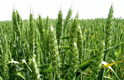 Особливості вирощування пшениці озимої