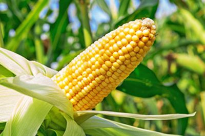 Вирощувати кукурудзу без хімічних добрив