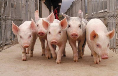 Украинские свиноводы получат аграрные расписки