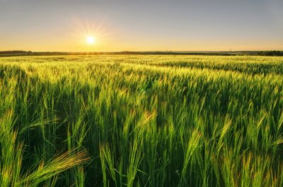 В Украине вступил в силу закон о коллективной собственности на земли сельхозназначения
