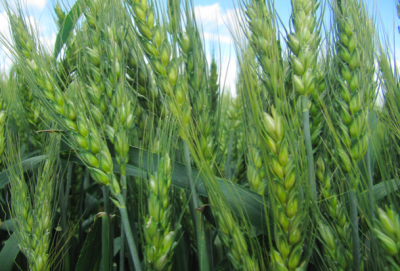 Збір пшениці озимої: що потрібно знати