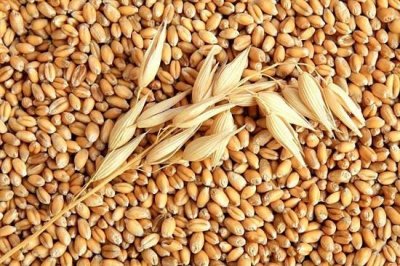 Украинская пшеница продолжает укреплять позиции на экспортном рынке