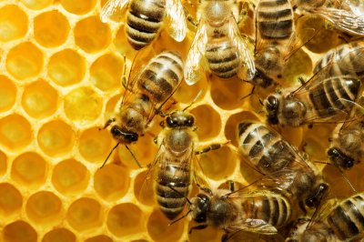 Доля українського бізнесу меду вирішиться у лютому