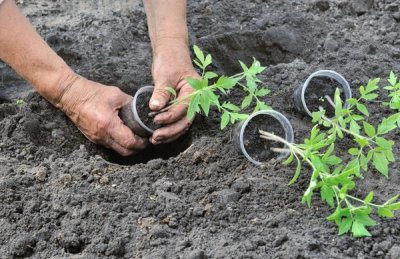Висадка розсади в ґрунт: рекомендації садівників
